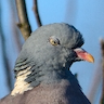 pigeon_angry