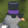 pigeon_dapper