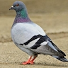 pigeon_rock