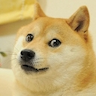 much_doge_very_wow
