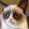 grumpy_cat1