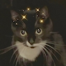 cat_sparkle