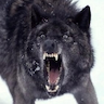 wolf_big_bad
