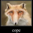 Cope Fox