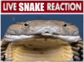 live snake reaction